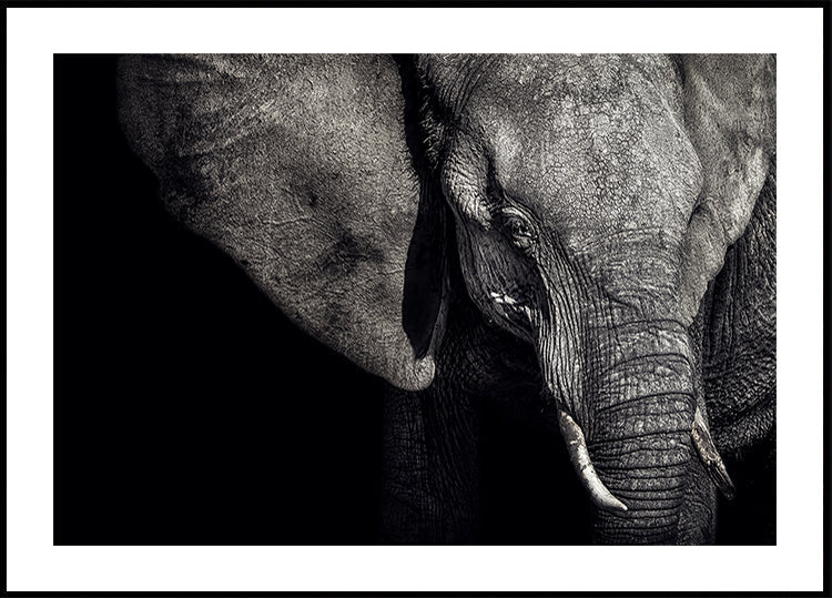 The Matriarch