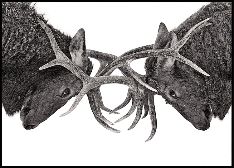 Eye to Eye - Elk fight Poster