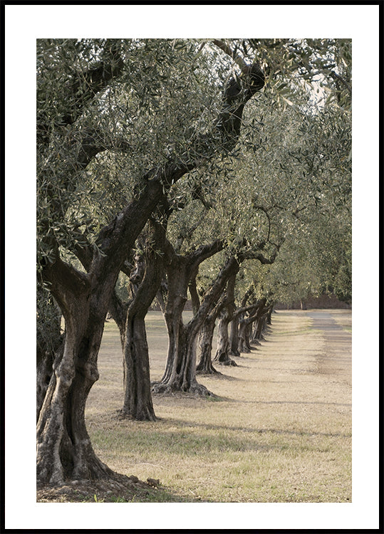 Trail In The Olive Garden Poster