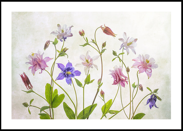 Columbine Poster