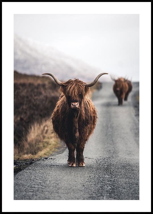 Cow Poster