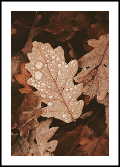 Autumn Leaves with Dew Drops Poster