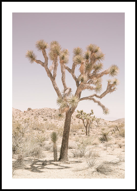 Desert Serenity