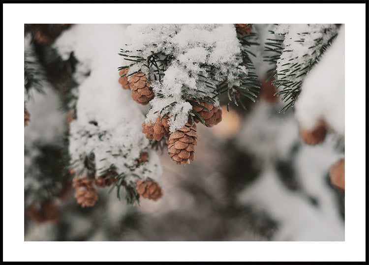 Snow-Covered Branch with Pine Cones Poster