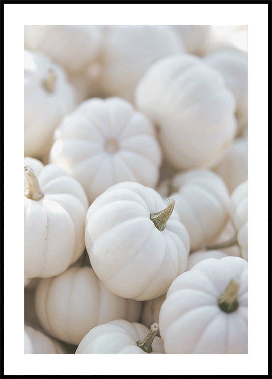 Small White Pumpkins Poster
