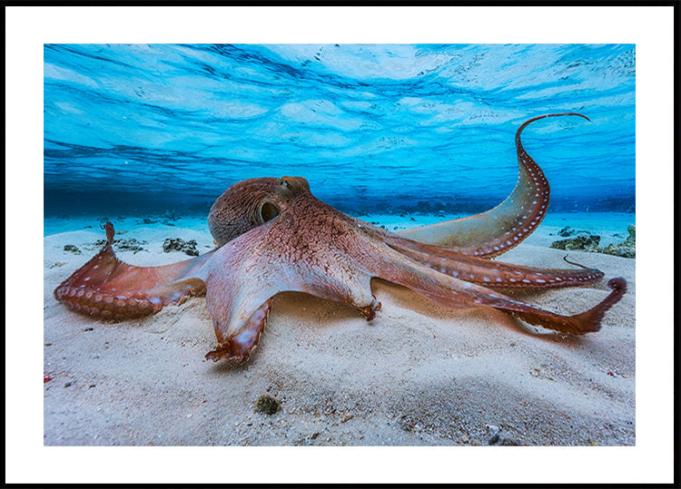 Octopus