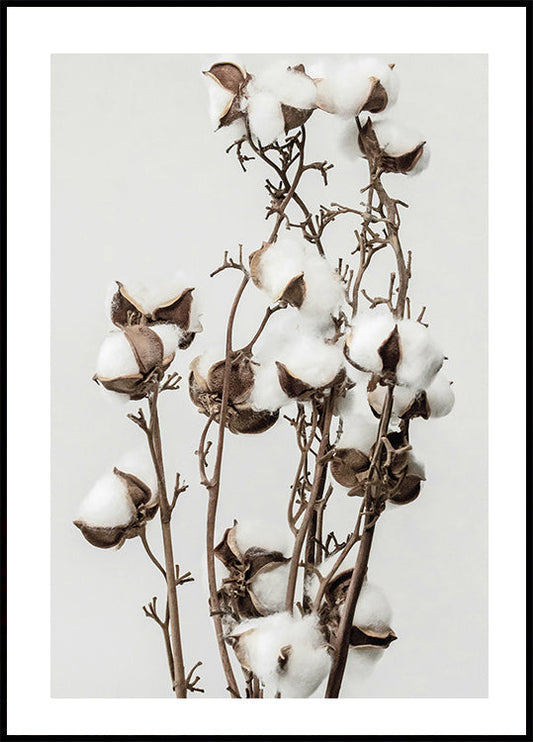 Dry Cotton Plant Poster