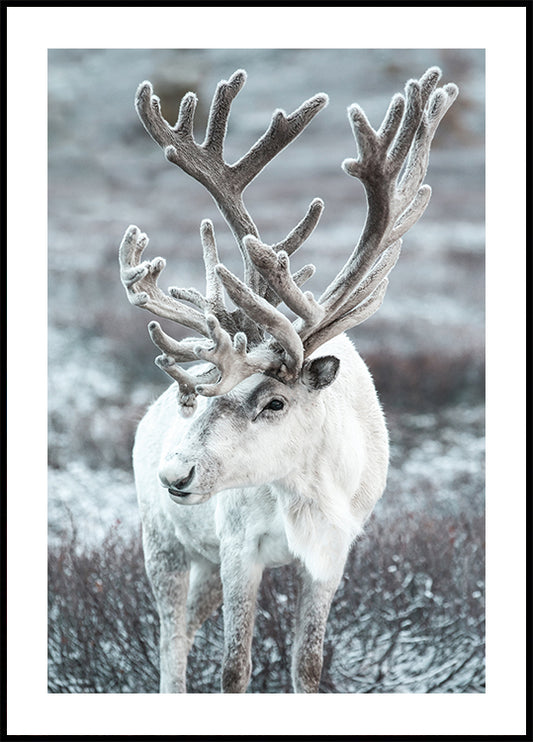 Winter Reindeer in Frosty Landscape Poster