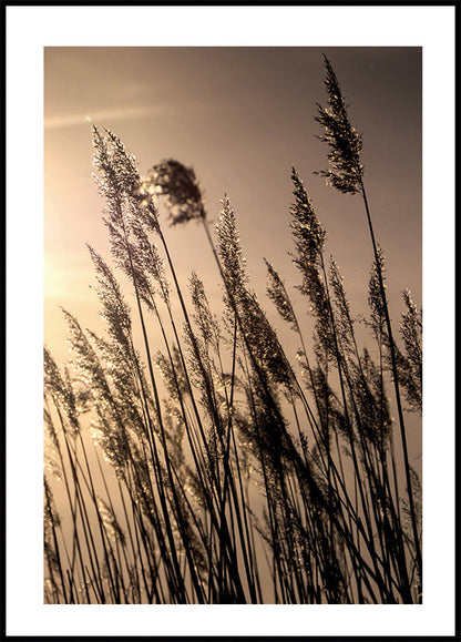 Reeds at Sunset Poster