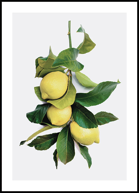 Branch with Lemons Poster