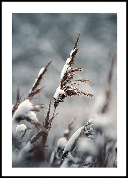 Winter Reed Poster