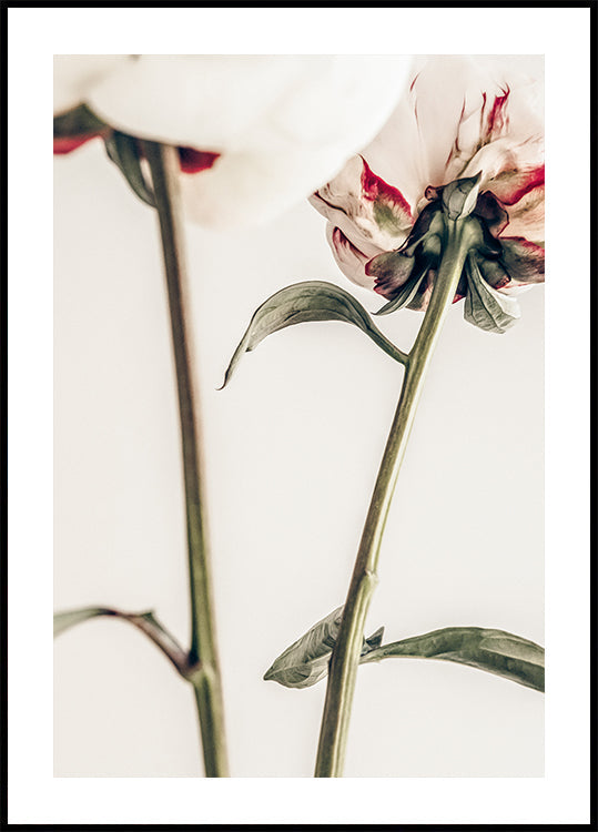 Peony 01