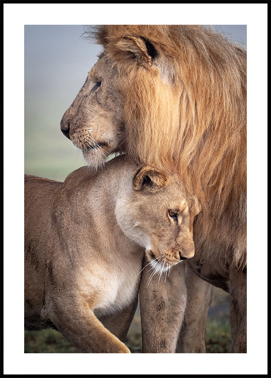 Wild Love Poster