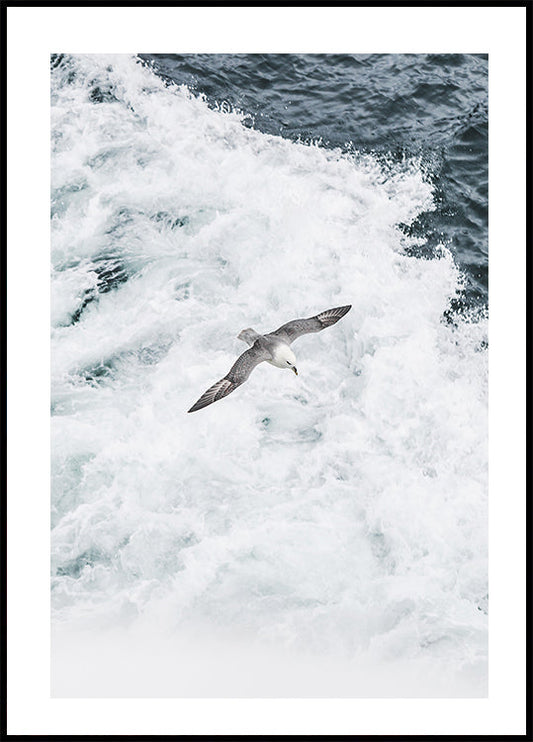 Grey Seagull Flying Over Waves Poster