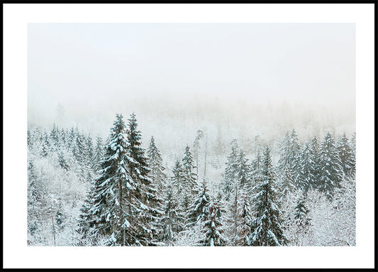 Snowy Fir Forest Poster