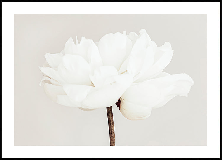 Peony No.11 Poster