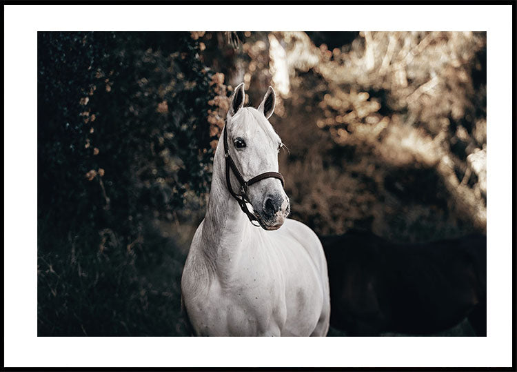 White Horse Poster