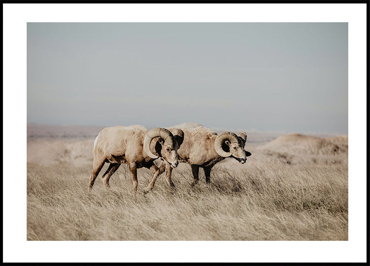 Bighorn Sheep in Field Poster
