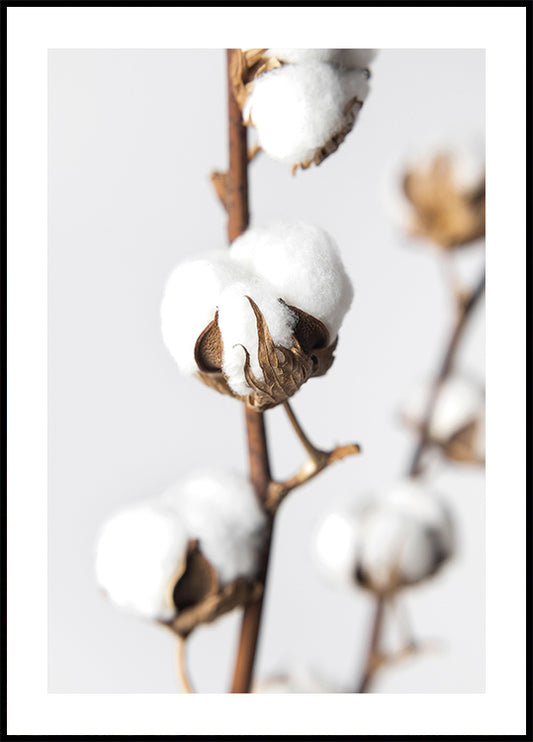 Branches of Fluffy Cotton Poster