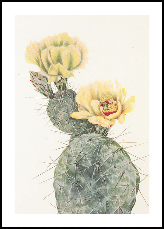 Missouri Prickly Pear From North American Wildflowers (1925) By Mary Vaux Walcott. Poster