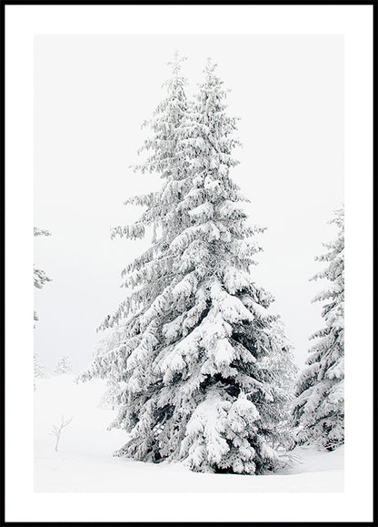 Snow-Covered Pine Trees Poster