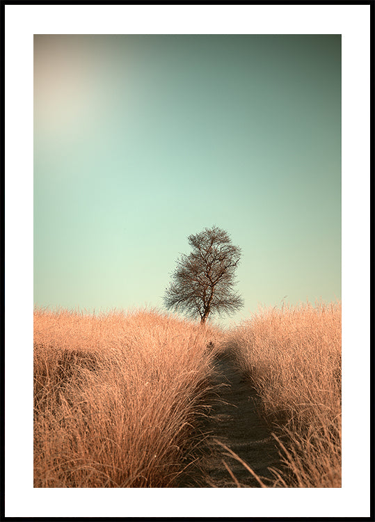 Grass and Path