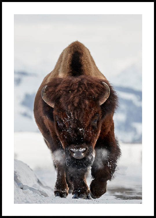 Bison Incoming  Poster