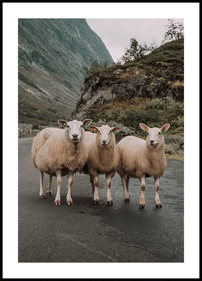 Three Sheep Poster