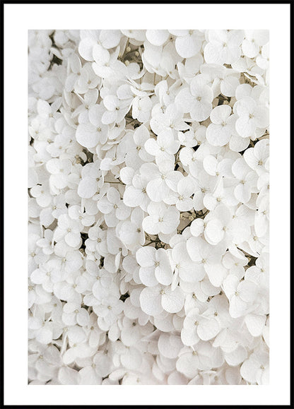 White Hydrangea Poster