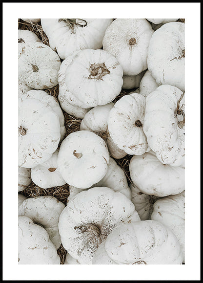 White Pumpkins Harvest Poster