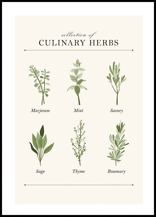 Herbs Poster