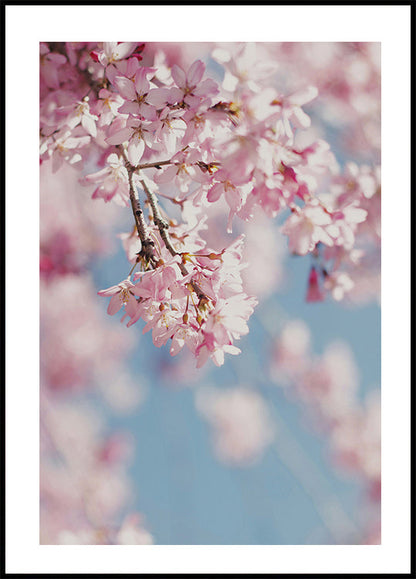 Cherry Blossom Poster