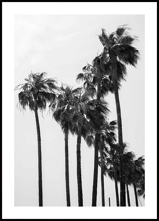 Palm Trees Poster