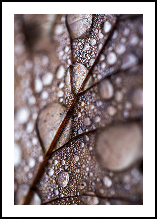 Autumn Rain