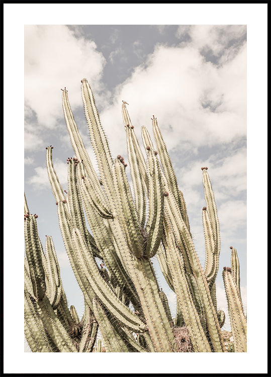Desert Sentinels