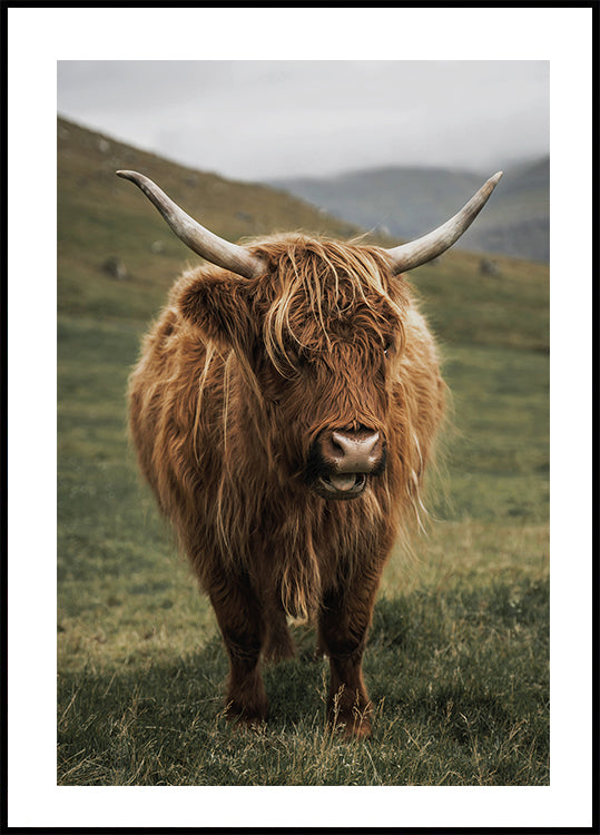 Highland Cow Near a Mountain Poster