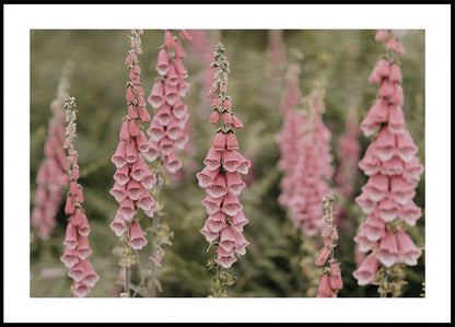 Pink Foxglove Flowers Poster