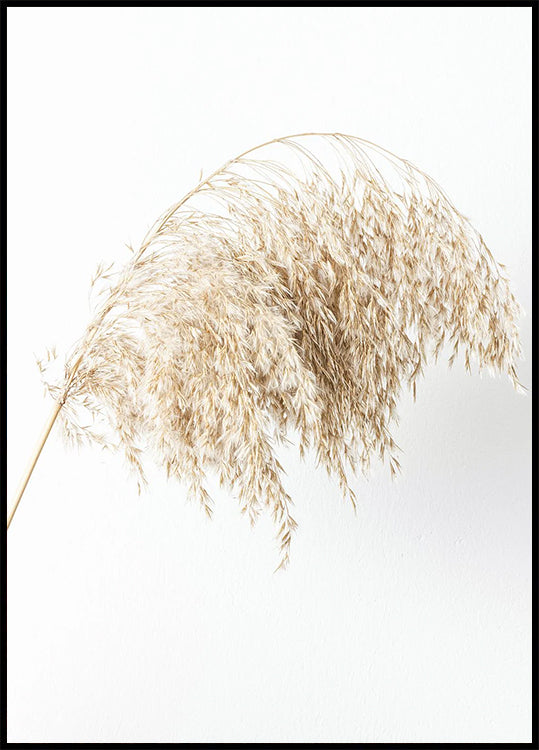 Boho Dried in Nature Poster