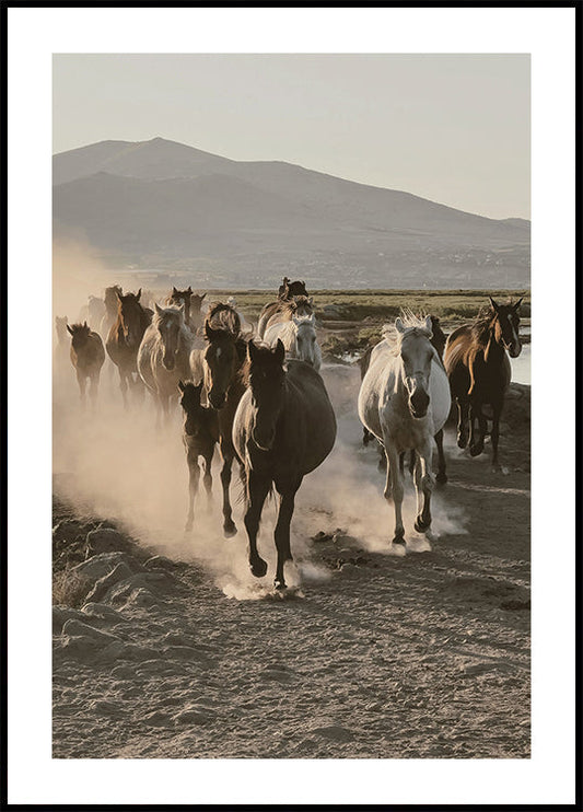 Flock of Wild Horses Poster