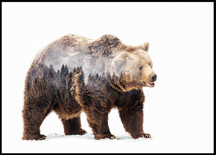 Bear Poster