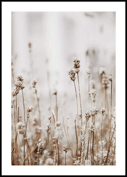 Autumn Dried Flowers Poster