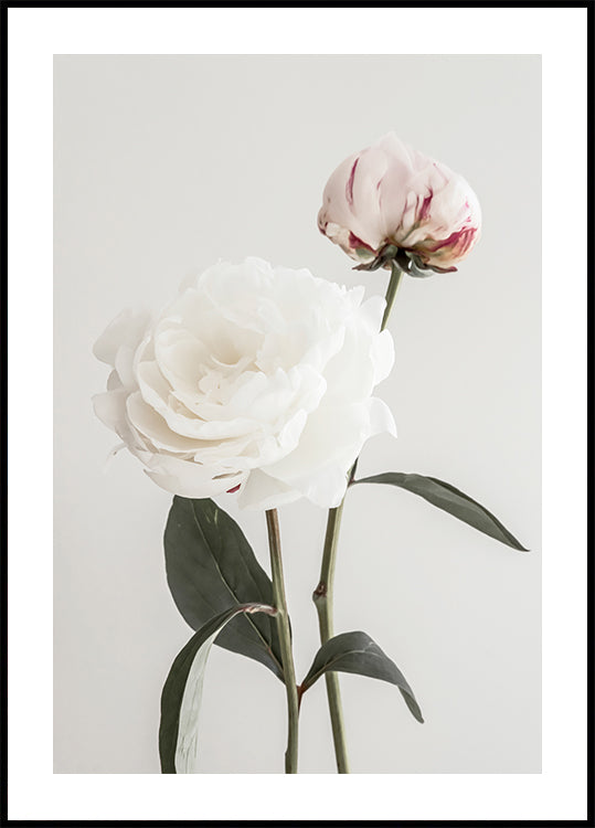 Peony 12