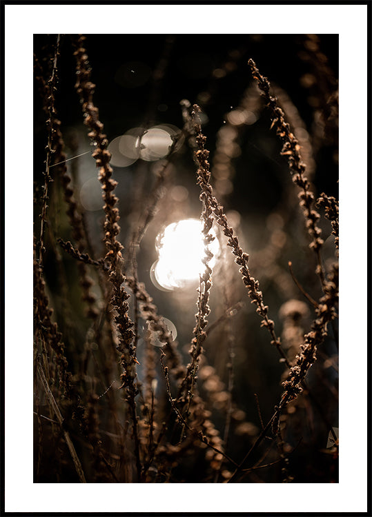 Autumn Lights 2