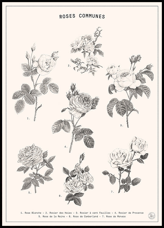 Roses Poster