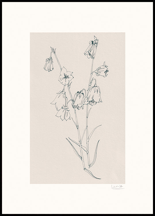 Bellflowers ink drawing Poster