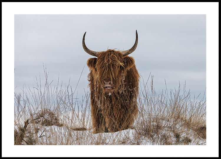 Highlander in Snow Poster