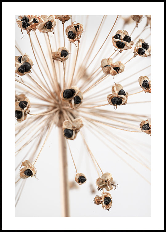 Dried_007