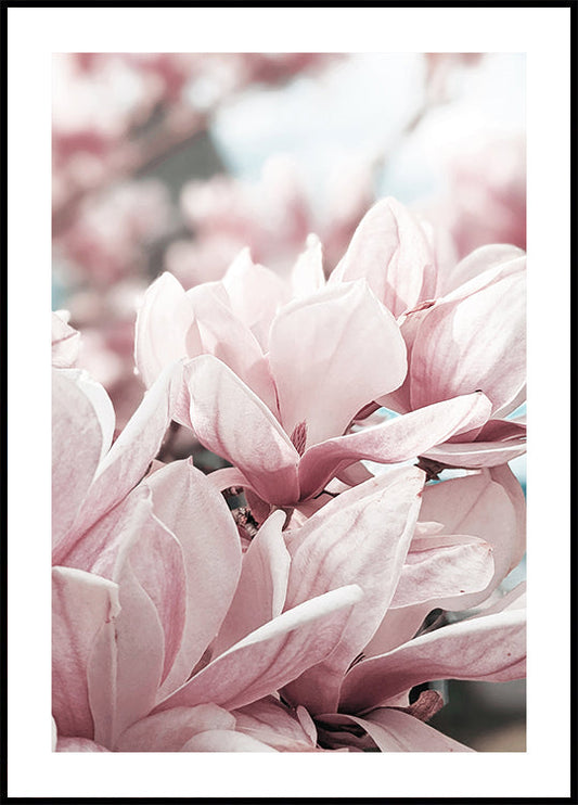 Magnolia Blossom Poster