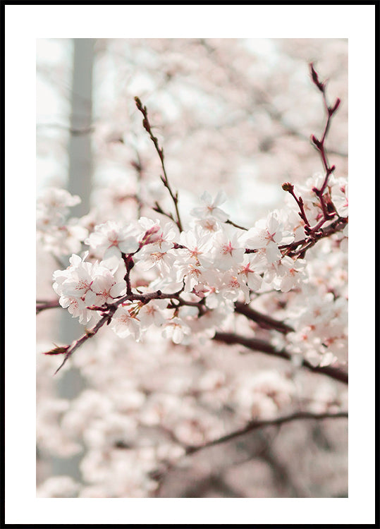 Cherry Tree Poster