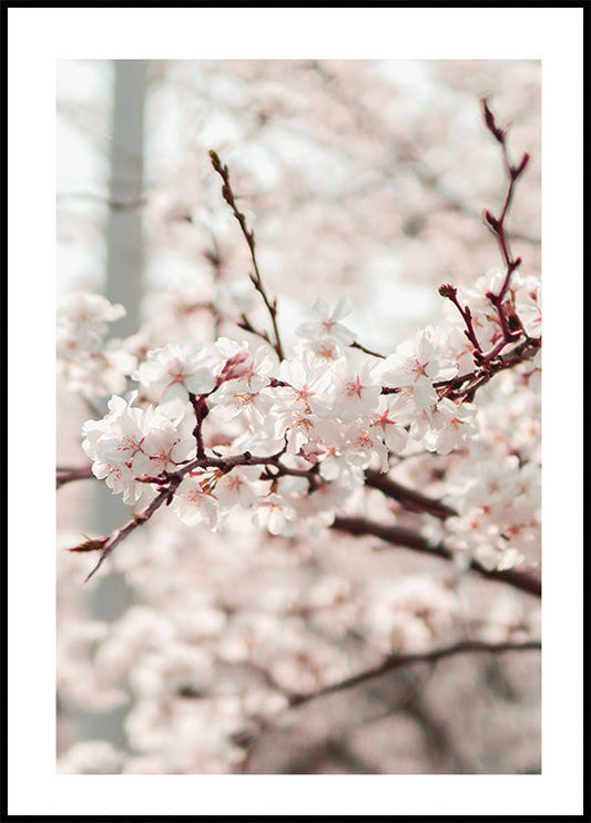 Cherry Tree Poster